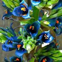 Blue Puya Alpestris seeds for planting