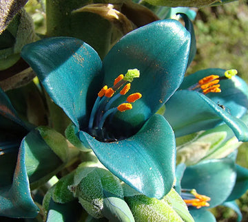 Blue Puya Alpestris seeds for planting