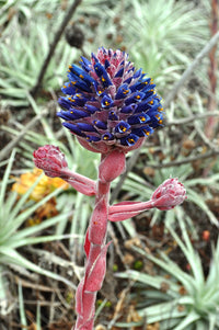 Pink Blue Puya Flower Seeds for Planting – Sun Loving Heirloom & NonGMO Seeds for Home Garden
 
 Sale
