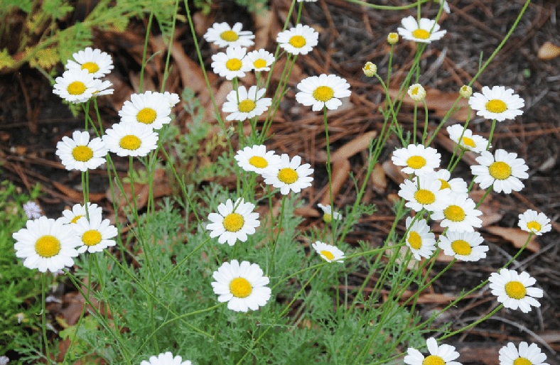 White Cinerariifolium Flower seeds for Planting - Hardy Variety, Heirloom & GMO Free Seeds for Home Garden