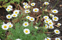 White Cinerariifolium Flower seeds for Planting - Hardy Variety, Heirloom & GMO Free Seeds for Home Garden
