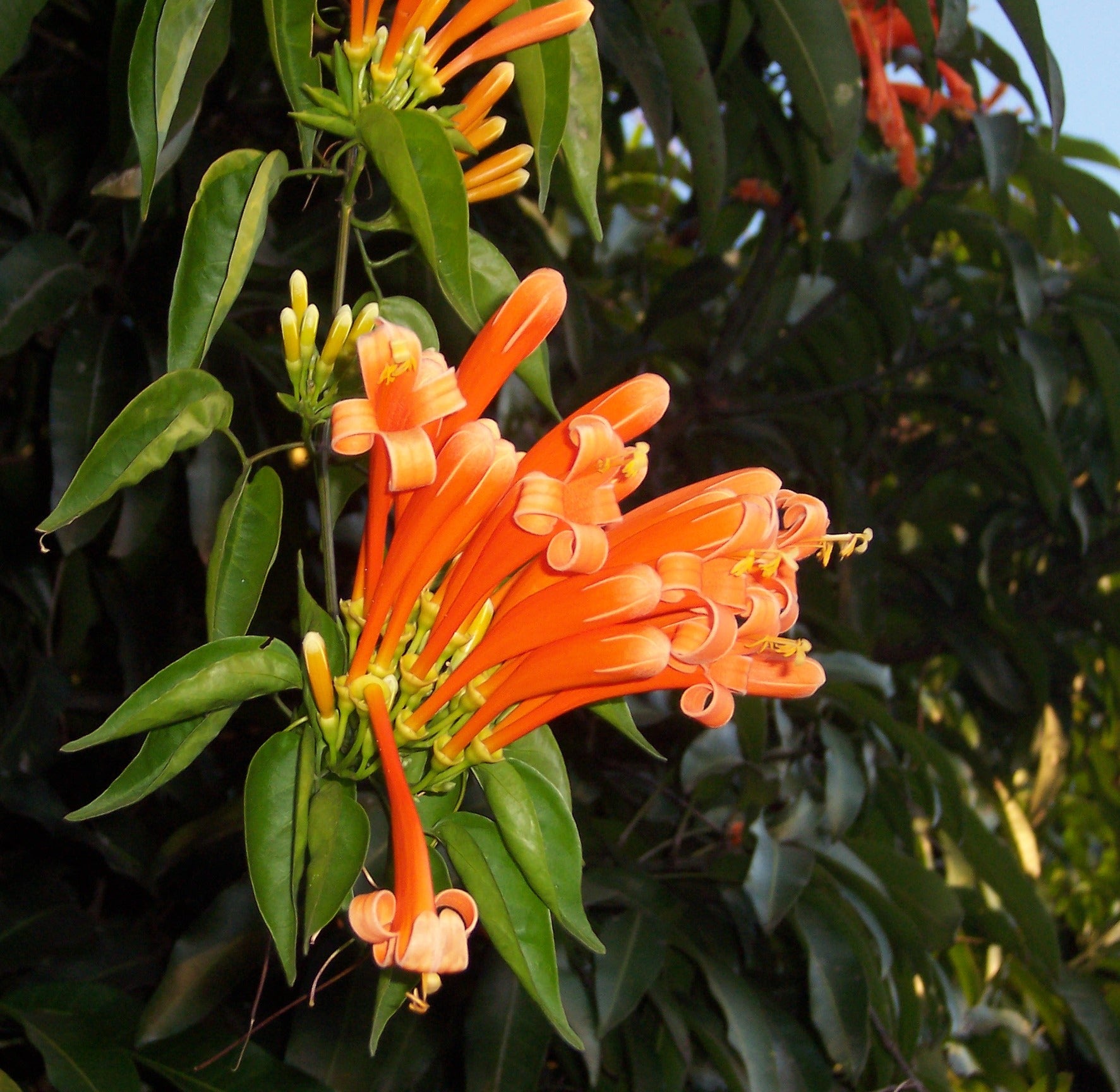 Red Pyrostegia Venusta Flower seeds for Planting Long Bloom Season Heirloom & GMO Free Seeds for Home Garden