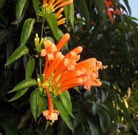 Red Pyrostegia Venusta Flower seeds for Planting Long Bloom Season Heirloom & GMO Free Seeds for Home Garden