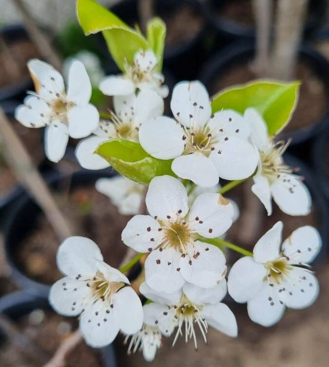 White Calleryana Flower seeds for Planting - Cut Flower Favorite, Heirloom & GMO Free Seeds for Home Garden