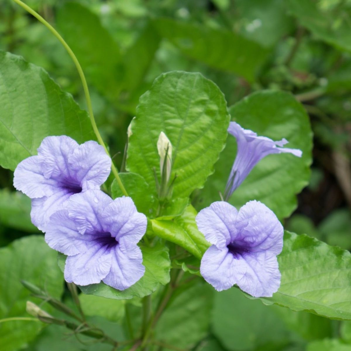 Purple Humilis Flower seeds for Planting - Cut Flower Favorite, Heirloom & GMO Free Seeds for Home Garden