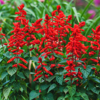 Salvia Flower seeds for Planting Seasonal Bloomer Heirloom & GMO Free Seeds for Home Garden