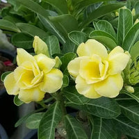 Light Yellow Carnation Flower seeds for Planting Cut Flower Favorite Heirloom & GMO Free Seeds for Home Garden
