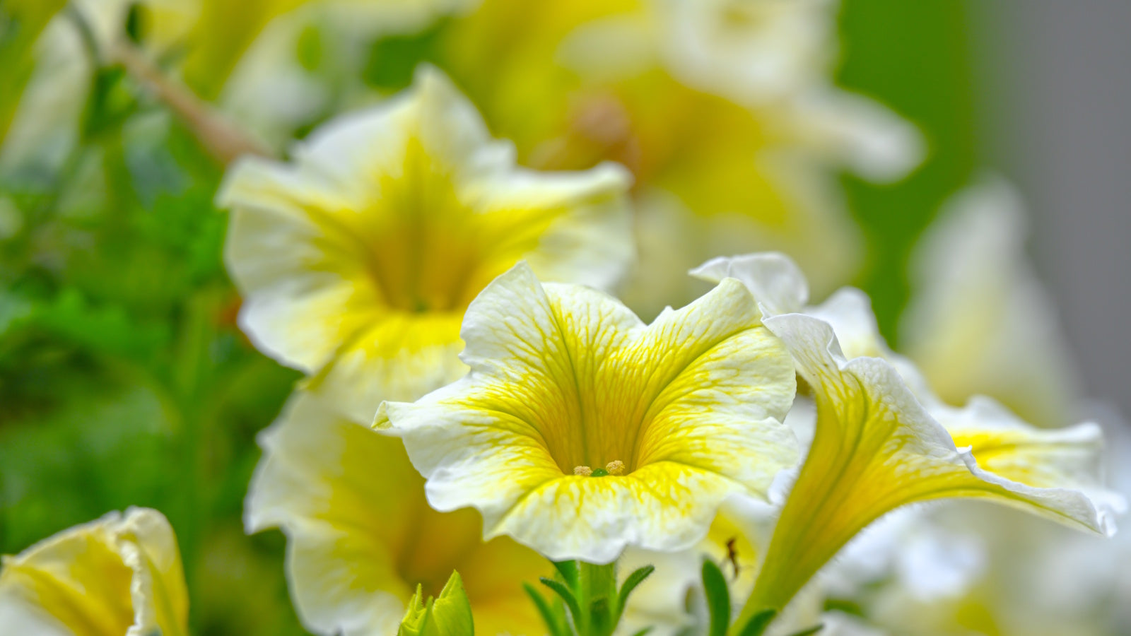 White Yellow Calibrachoa Flower seeds for Planting - Wildflower Mix, Heirloom & GMO Free Seeds for Home Garden