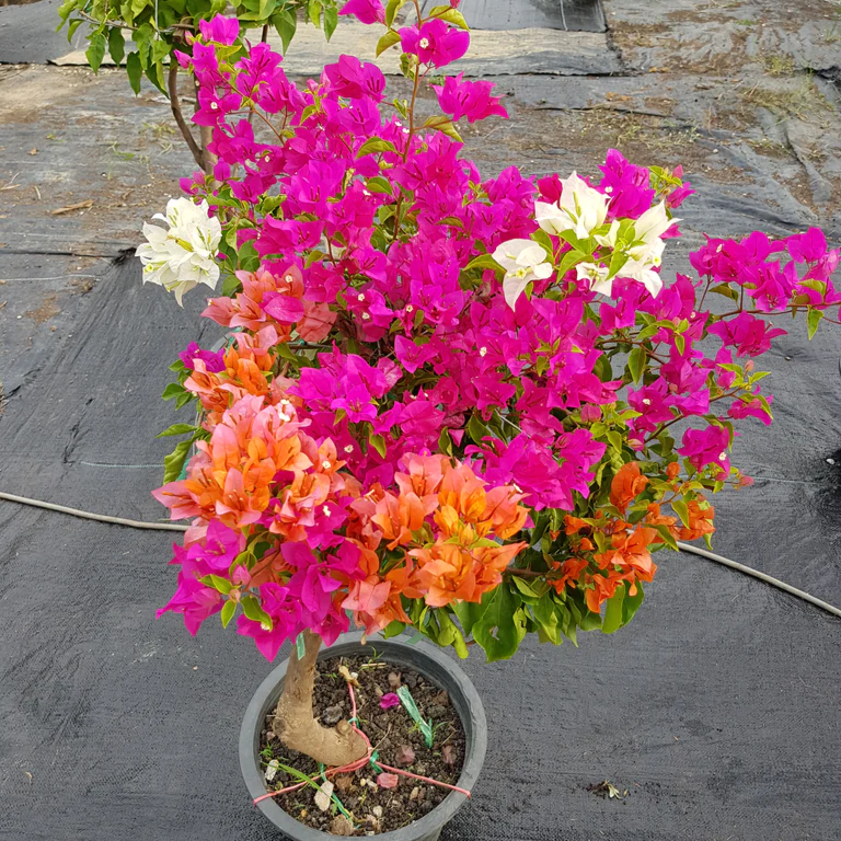 Garofano Flowers Plants Bonsai Flowers in Pot Balcony Perennial Garden Flowers
