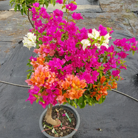 Garofano Flowers Plants Bonsai Flowers in Pot Balcony Perennial Garden Flowers