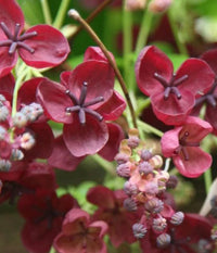 Akebia Quinata Flower seeds for Planting - Cottage Garden Essential, Heirloom & GMO Free Seeds for Home Garden