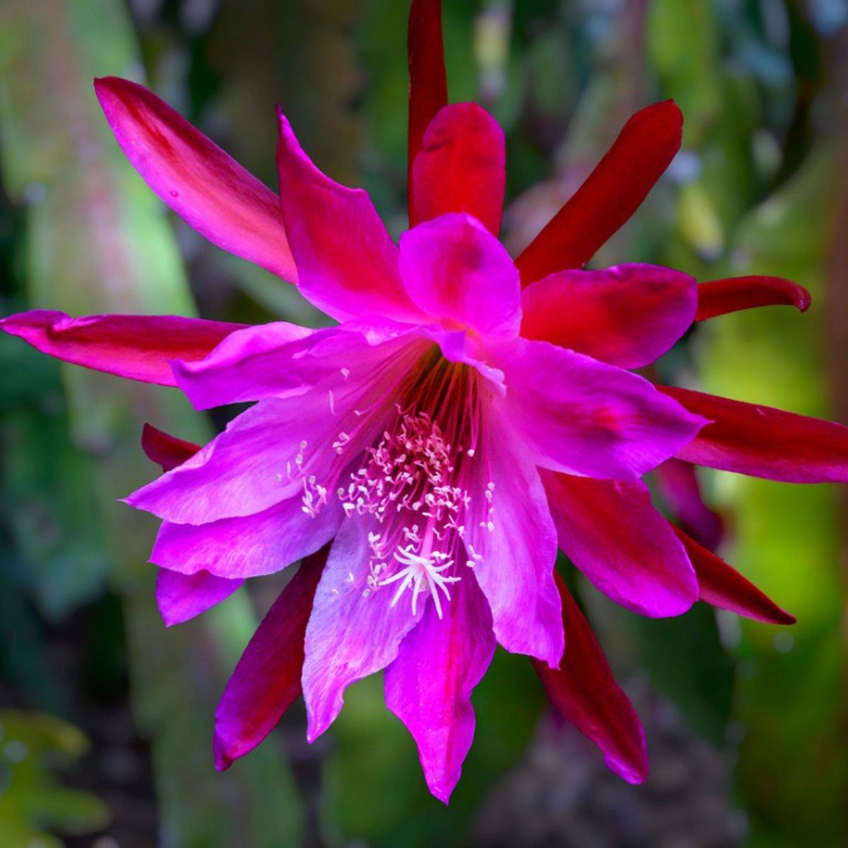 Pink Epiphyllum Flower seeds for Planting - Drought Tolerant, Heirloom & GMO Free Seeds for Home Garden
 
 Sale
