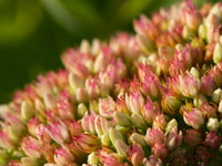 Stonecrop Flower seeds for Planting Seasonal Bloomer Heirloom & GMO Free Seeds for Home Garden
