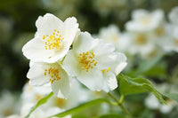 Philadelphus Coronarius Flower seeds for Planting - Perfect for Borders, Heirloom & GMO Free Seeds for Home Garden