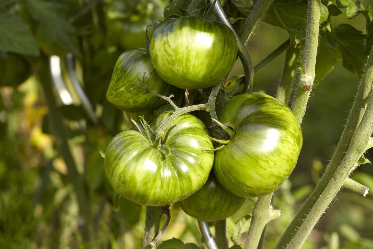 Green Zebra Tomato Seeds for Planting  Heirloom Vegetable Garden Seeds