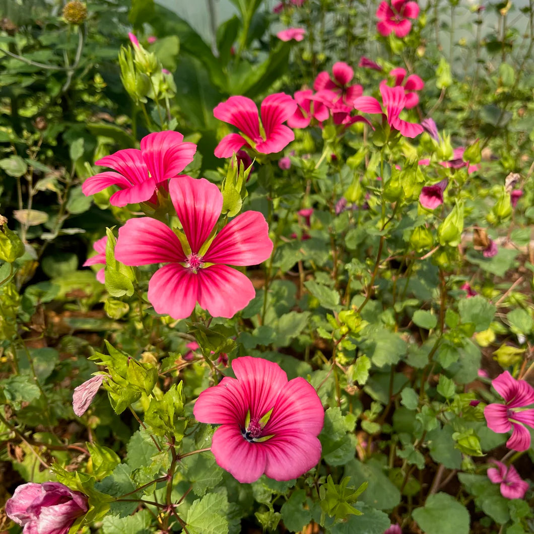 Pink Malope Flower seeds for Planting - Easy to Grow, Heirloom & GMO Free Seeds for Home Garden