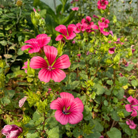 Pink Malope Flower seeds for Planting - Easy to Grow, Heirloom & GMO Free Seeds for Home Garden