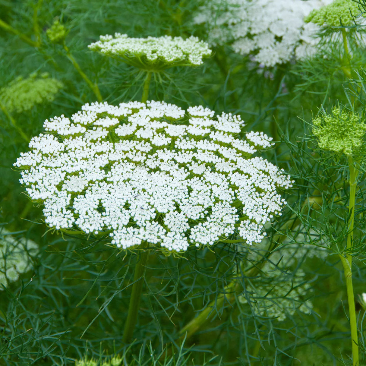 Ammi Majus Flower seeds for Planting Easy to Grow Heirloom & GMO Free Seeds for Home Garden
 
 Sale