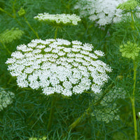Ammi Majus Flower seeds for Planting Easy to Grow Heirloom & GMO Free Seeds for Home Garden
 
 Sale
