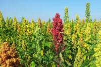 Heirloom Quinoa Flower seeds for Planting Cottage Garden Essential Heirloom & GMO Free Seeds for Home Garden