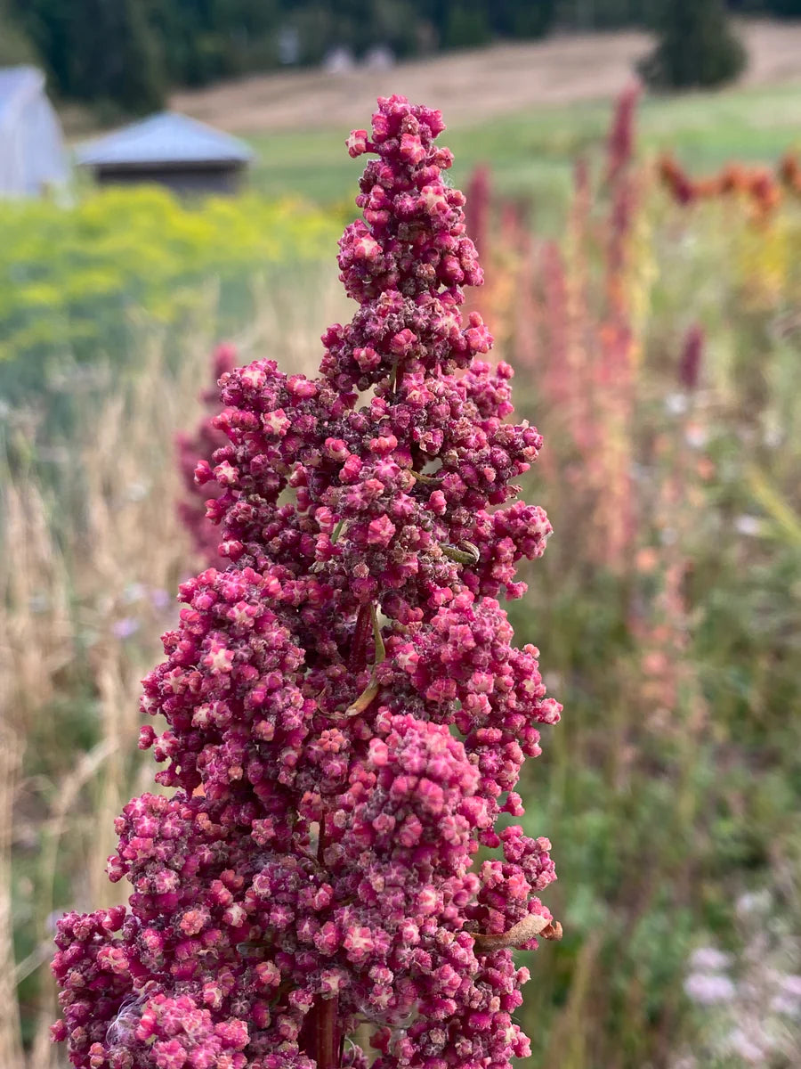 Heirloom Quinoa Flower seeds for Planting Cottage Garden Essential Heirloom & GMO Free Seeds for Home Garden