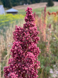 Heirloom Quinoa Flower seeds for Planting Cottage Garden Essential Heirloom & GMO Free Seeds for Home Garden