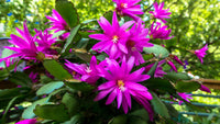 MultiColoured Schlumbergera Seeds Flower seeds for Planting Garden Favorite Heirloom & GMO Free Seeds for Home Garden 
 
 Sale