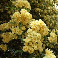 Rosa Banksia Flower seeds for Planting - Drought Tolerant, Heirloom & GMO Free Seeds for Home Garden