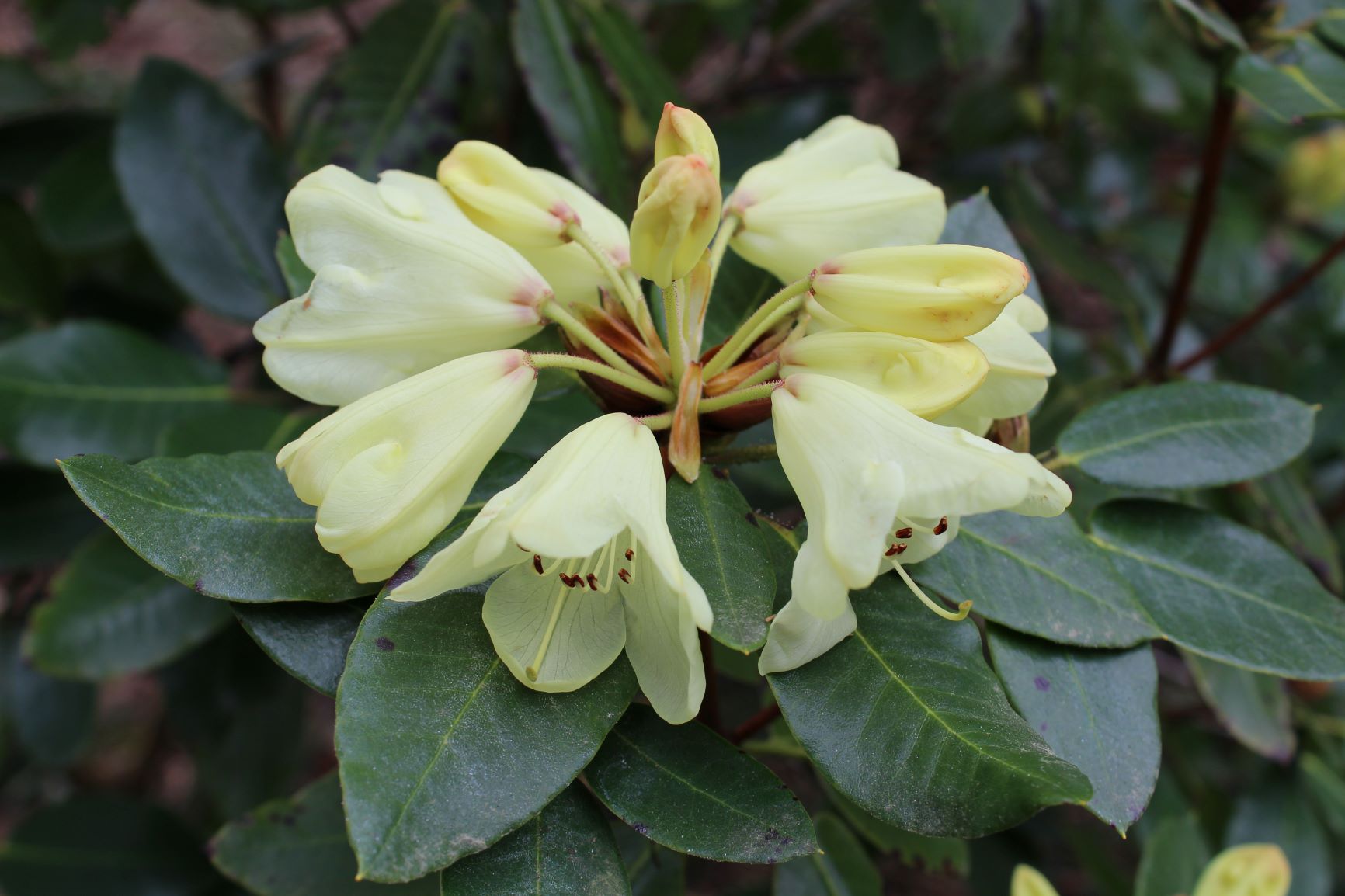 Yellow Rhododendron Campylocarpum Flower Seeds for Planting - Enhance Your Garden with Stunning Blooms