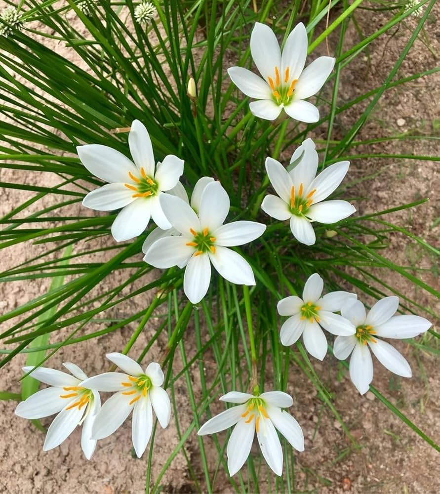 Zephyranthes Carinata Flower seeds for Planting Low Maintenance Heirloom & GMO Free Seeds for Home Garden