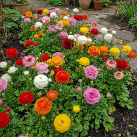 Mixed Ranunculus Flower seeds for Planting - Cut Flower Favorite, Heirloom & GMO Free Seeds for Home Garden