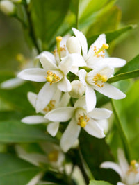 Clementine Flower seeds for Planting Pollinator Friendly Heirloom & GMO Free Seeds for Home Garden