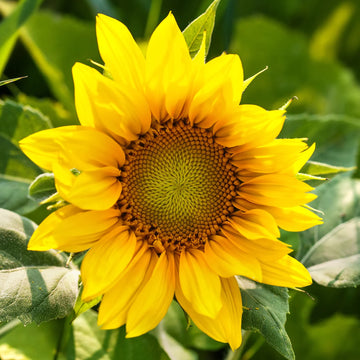 SunFlower seeds for Planting Easy to Grow Heirloom & GMO Free Seeds for Home Garden