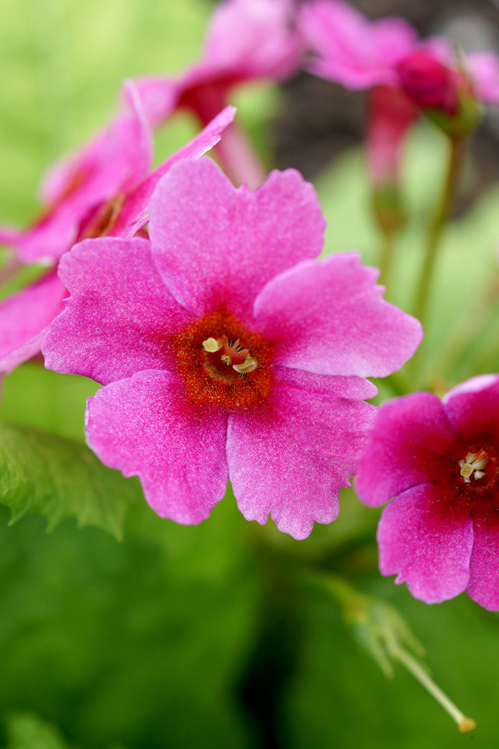 Primula Japonica Flower seeds for Planting Compact Growth Heirloom & GMO Free Seeds for Home Garden