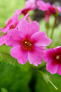 Primula Japonica Flower seeds for Planting Compact Growth Heirloom & GMO Free Seeds for Home Garden