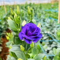 Deep Blue Eustoma (Lisianthus) Flower seeds for Planting - Hardy Variety, Heirloom & GMO Free Seeds for Home Garden