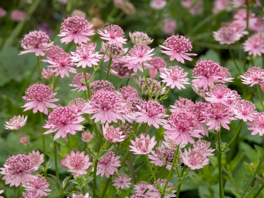 Astrantia Masterwort Purple Planting Seeds