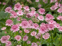 Astrantia Masterwort Purple Planting Seeds