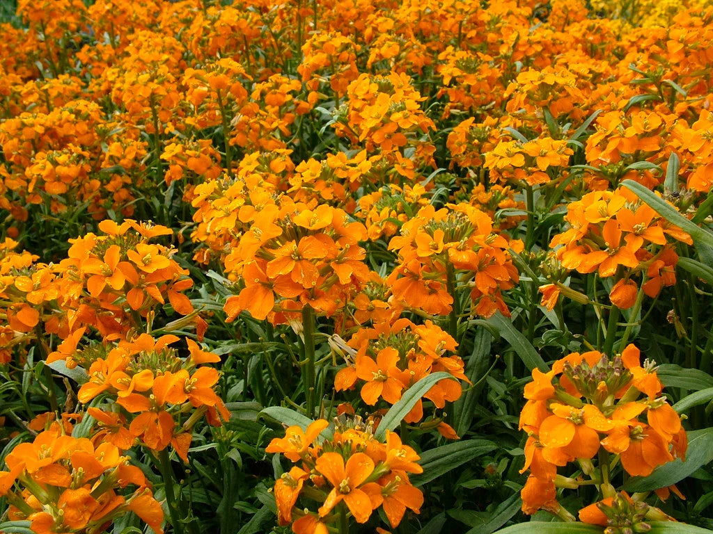 Erysimum Flower seeds for Planting Wildflower Mix Heirloom & GMO Free Seeds for Home Garden 
 
 Sale