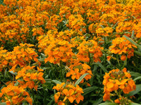 Erysimum Flower seeds for Planting Wildflower Mix Heirloom & GMO Free Seeds for Home Garden 
 
 Sale