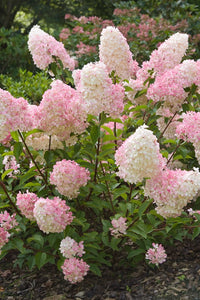 Pink Vanilla Fraise Flower seeds for Planting - Premium Quality, Heirloom & GMO Free Seeds for Home Garden