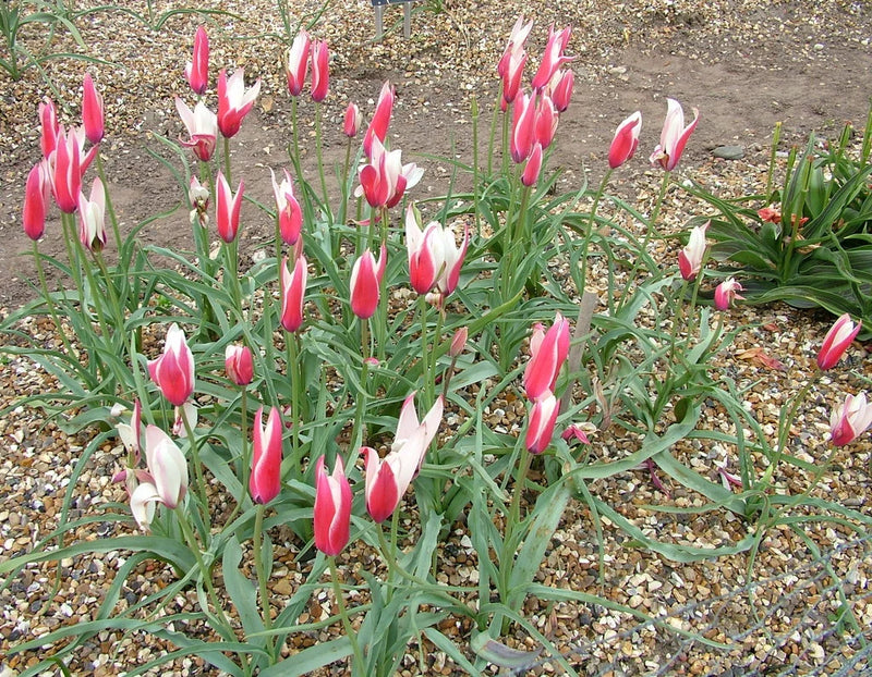 Peppermint Stick Tulip Flower seeds for Planting Easy to Grow Heirloom & GMO Free Seeds for Home Garden