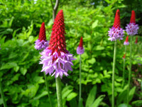 Pink Vialii Flower seeds for Planting Cut Flower Favorite Heirloom & GMO Free Seeds for Home Garden 
 
 Sale