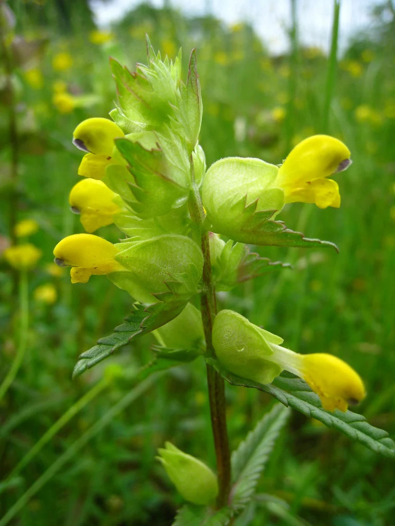 Yellow Rattle Flower seeds for Planting - Bright Blooms, Heirloom & GMO Free Seeds for Home Garden