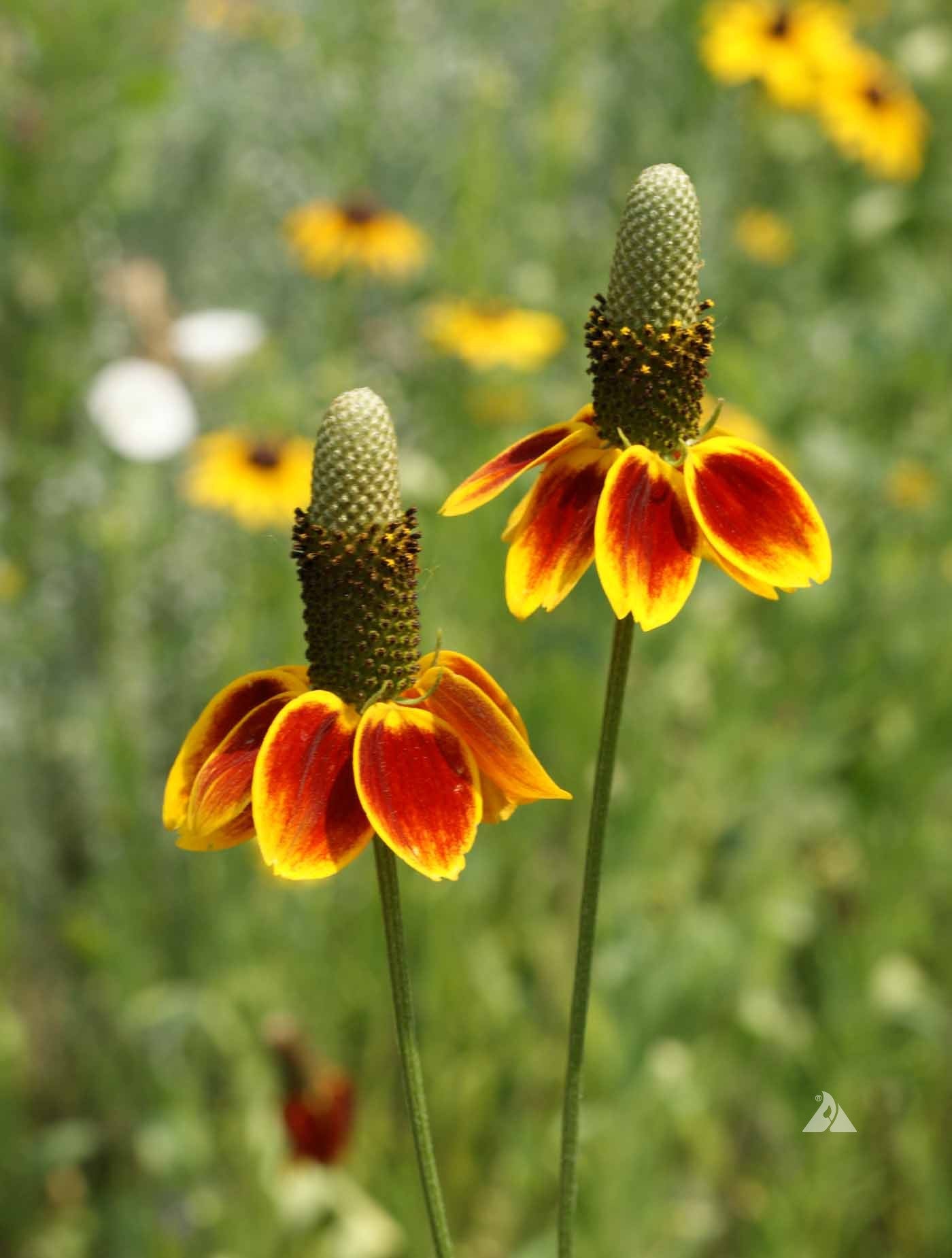 Ratibida Flower seeds for Planting Long Bloom Season Heirloom & GMO Free Seeds for Home Garden