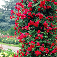 Red Climbing Flower Seeds for Planting - Vibrant Blooms for Your Garden