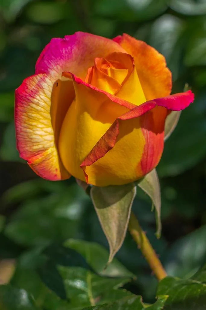 Orange Yellow Rose Flower seeds for Planting Drought Tolerant Heirloom & GMO Free Seeds for Home Garden 
 
 Sale