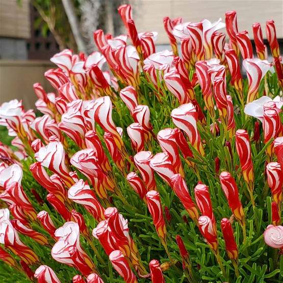 Candy Cane Sorrel Flower seeds for Planting - Compact Growth, Heirloom & GMO Free Seeds for Home Garden
