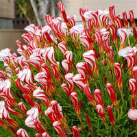Candy Cane Sorrel Flower seeds for Planting - Compact Growth, Heirloom & GMO Free Seeds for Home Garden