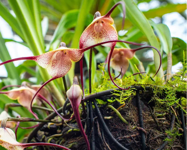 Monkey Orchid Flower seeds for Planting Sun Loving Heirloom & GMO Free Seeds for Home Garden 
 
 Sale